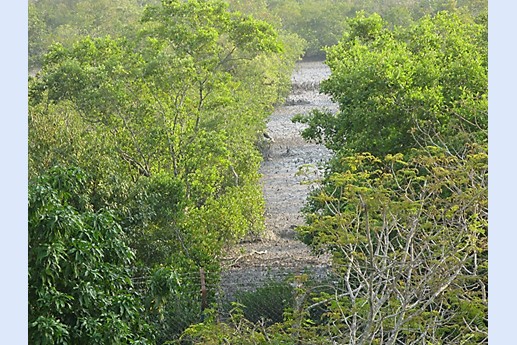 Viaggio in India 2008 - Sunderbans